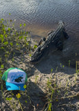 Later Gator