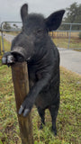 Black Boar